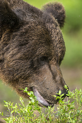 KA_160624_340 / Ursus arctos / Brunbjørn