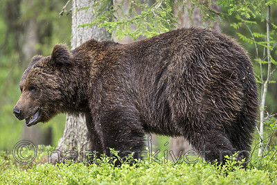 KA_160624_348 / Ursus arctos / Brunbjørn