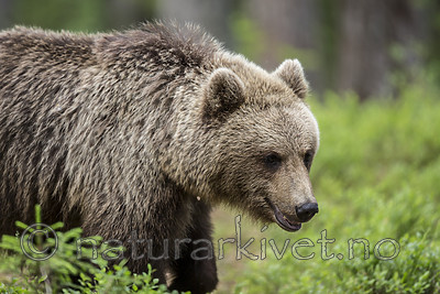 KA_160624_357 / Ursus arctos / Brunbjørn