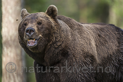 KA_160624_369 / Ursus arctos / Brunbjørn