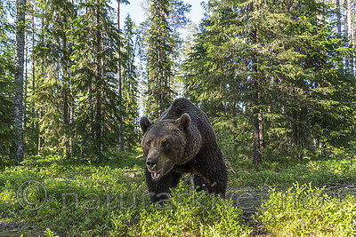 KA_160624_400 / Ursus arctos / Brunbjørn