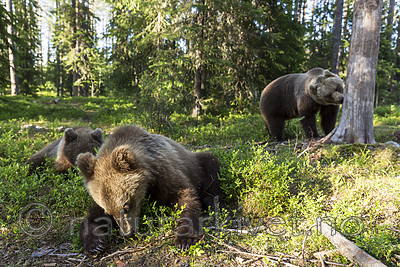 KA_160624_425 / Ursus arctos / Brunbjørn