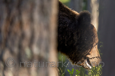 KA_160624_463 / Ursus arctos / Brunbjørn