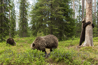 KA_160624_493 / Ursus arctos / Brunbjørn