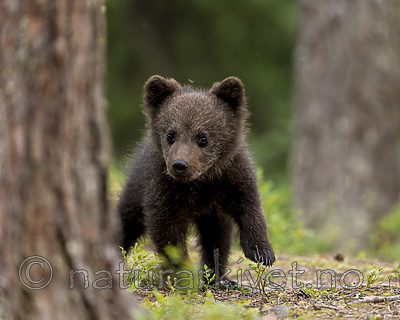 KA_160624_505 / Ursus arctos / Brunbjørn