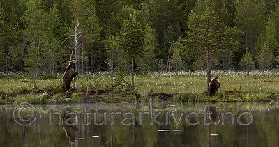 KA_160624_76 / Ursus arctos / Brunbjørn