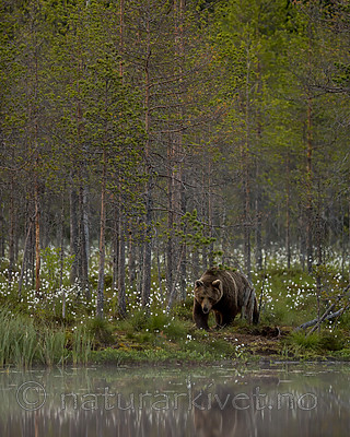 KA_160624_86 / Ursus arctos / Brunbjørn