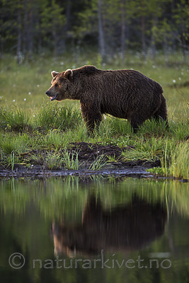 KA_160625_100 / Ursus arctos / Brunbjørn