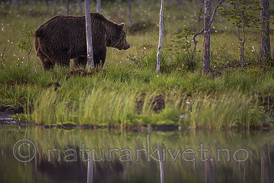 KA_160625_120 / Ursus arctos / Brunbjørn