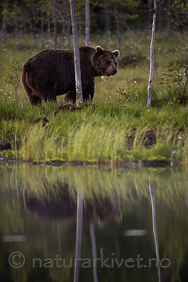 KA_160625_128 / Ursus arctos / Brunbjørn