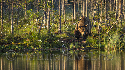 KA_160625_14 / Ursus arctos / Brunbjørn