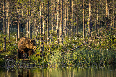 KA_160625_15 / Ursus arctos / Brunbjørn