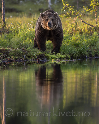 KA_160625_83 / Ursus arctos / Brunbjørn