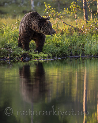 KA_160625_90 / Ursus arctos / Brunbjørn