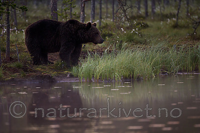 KA_160626_144 / Ursus arctos / Brunbjørn