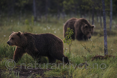 KA_160626_15 / Ursus arctos / Brunbjørn