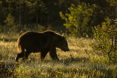 KA_160626_210 / Ursus arctos / Brunbjørn