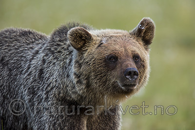 KA_160626_226 / Ursus arctos / Brunbjørn
