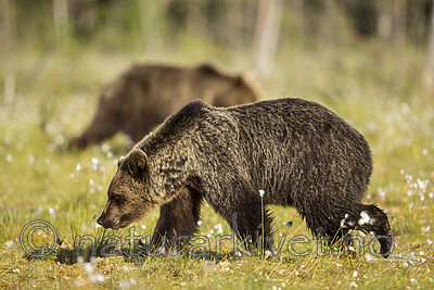 KA_160626_300 / Ursus arctos / Brunbjørn
