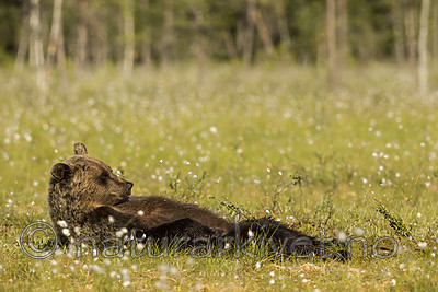 KA_160626_311 / Ursus arctos / Brunbjørn