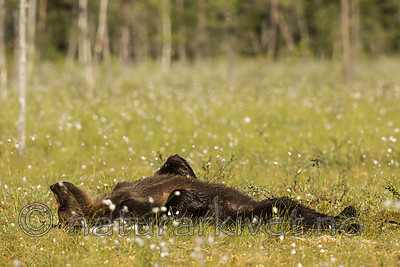 KA_160626_314 / Ursus arctos / Brunbjørn