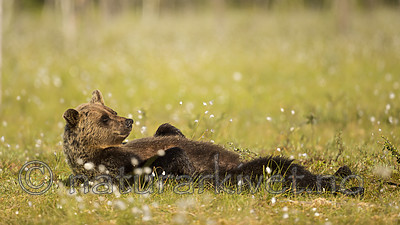 KA_160626_316 / Ursus arctos / Brunbjørn