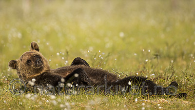 KA_160626_318 / Ursus arctos / Brunbjørn