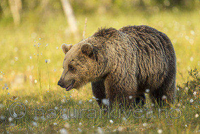 KA_160626_360 / Ursus arctos / Brunbjørn