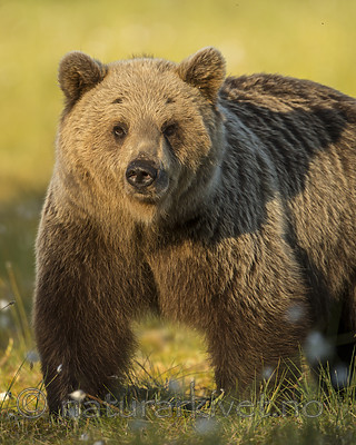 KA_160626_364 / Ursus arctos / Brunbjørn