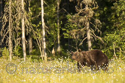 KA_160626_395 / Ursus arctos / Brunbjørn