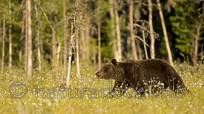 KA_160626_399 / Ursus arctos / Brunbjørn