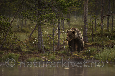 KA_160626_52 / Ursus arctos / Brunbjørn