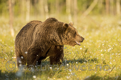 KA_160626_538 / Ursus arctos / Brunbjørn