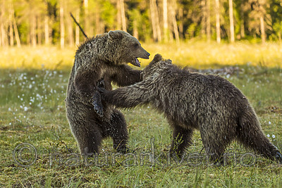 KA_160626_564 / Ursus arctos / Brunbjørn