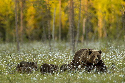 KA_160626_601 / Ursus arctos / Brunbjørn