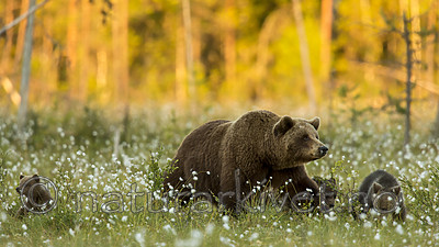 KA_160626_605 / Ursus arctos / Brunbjørn