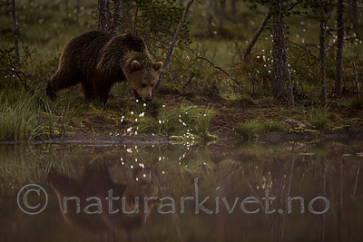 KA_160626_68 / Ursus arctos / Brunbjørn