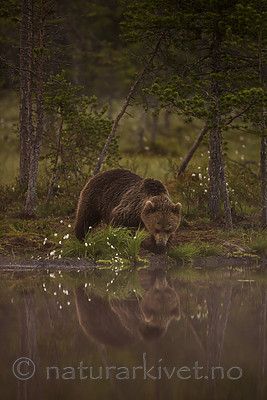 KA_160626_70 / Ursus arctos / Brunbjørn