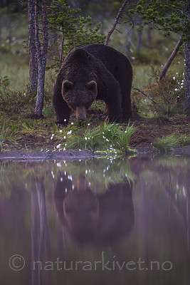 KA_160626_95 / Ursus arctos / Brunbjørn