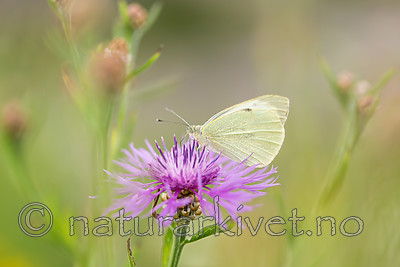 KA_160722_105 / Centaurea jacea / Engknoppurt <br /> Pieris brassicae / Stor kålsommerfugl