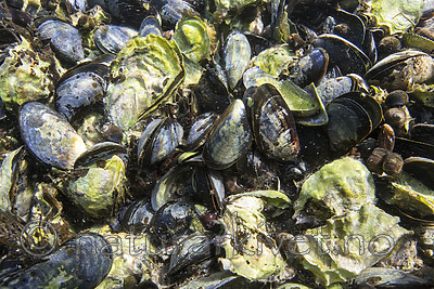 KA_160731_21 / Crassostrea gigas / Stillehavsøsters <br /> Mytilus edulis / Blåskjell