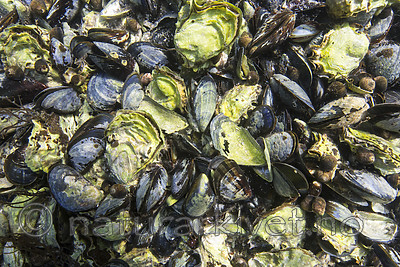 KA_160731_24 / Crassostrea gigas / Stillehavsøsters <br /> Mytilus edulis / Blåskjell