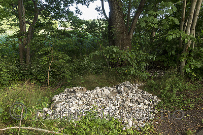 KA_160731_54 / Crassostrea gigas / Stillehavsøsters