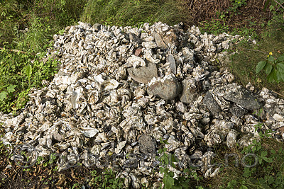 KA_160731_55 / Crassostrea gigas / Stillehavsøsters