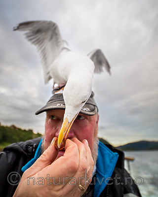 KA_160815_3 / Larus argentatus / Gråmåke