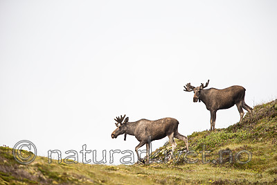 KA_160816_105 / Alces alces / Elg