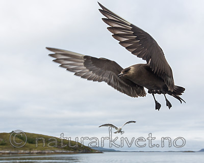 KA_160816_114 / Stercorarius parasiticus / Tyvjo