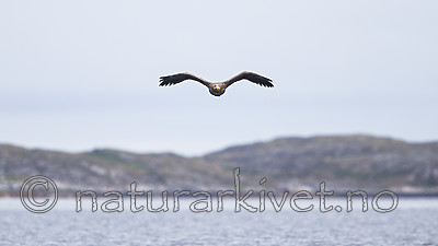 KA_160816_129 / Haliaeetus albicilla / Havørn