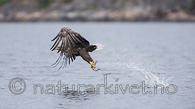 KA_160816_159 / Haliaeetus albicilla / Havørn