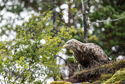KA_160816_185 / Haliaeetus albicilla / Havørn